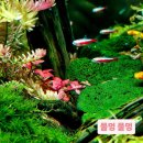 광교미용실 단발 태슬컷 후기, 가볍고 시크한 실루엣의 완성 (feat. 물멍 힐링)