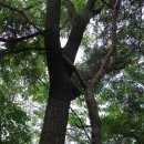 금강솔바람길 이미지