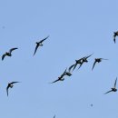 서산의 홍머리오리(Eurasian wigeon) 이미지