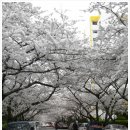 광안리 삼익비치 벚꽃 이미지