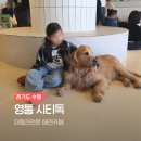 수원-1459 | 수원 강아지카페 시티독 후기｜아이 동반 가능, 대형견 전문 애견카페