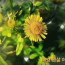 황금색의 금불초 꽃 (조덕배 - 그대 내 맘에 들어오면은) 이미지