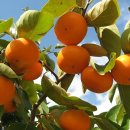 알뜰 농장 이미지