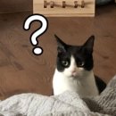 러브팬다 이미지