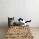 장군멍군 장기 이미지