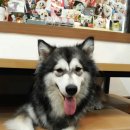 프란다스의개 이미지