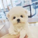 탑클래스 펫 이미지