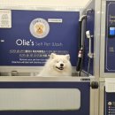 올리스24셀프목욕 이미지