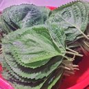 들녁의 하얀집 이미지