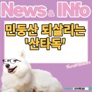 은아 펫 타운 이미지