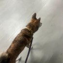 도도 켄넬 | 올밴 공항택시 탑승후기 | 행복켄넬 550 택시 | 공항택시예약