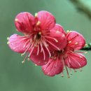 산유화 이미지