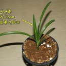 진주사봉우체국 Daum카페