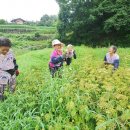 도배마을농장 이미지
