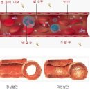혈액 이미지