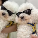 부산애견팡팡 | 2박3일 애견동반 부산여행, 부산 맛집추천 두루미...일류돼지국밥 레이어스버터리 달콤부엌 개미집 후기