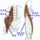 하체의 골격과 근육 이미지