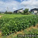 남서향의 개방감 최고 온수리 생활권 70평,4900만원,온수리토지,강화도부동산 이미지