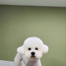 토이켄넬(Toy kennel) 이미지