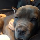 쇼독동물병원 이미지