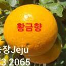 위미가 연 이미지