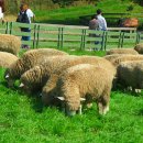 청암목장 이미지