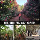 남원읍-31 | 제주 아이와 가볼만한곳 열대과일 수확체험 유진팡 겨울 가족여행 후기