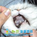 전동물병원 이미지