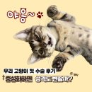 고양이 중성화, 성격도 변할까? 우리 집 고양이 리얼 후기