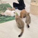 놀면묘하냥 고양이카페 이미지