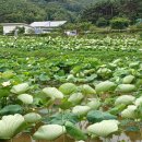 기장군 곰내 연꽃밭에서 콩국수집^^^ 이미지