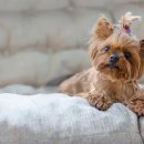 민락동물병원 이미지