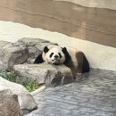 월드하우스 | [용인] 에버랜드 판다월드 / 판다 세컨하우스 웨이팅 및 후기