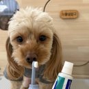 서울댕입구 이미지