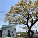 초록빛목장 | [충남 보령] 우유창고 | 소 보면서 커피 한 잔🐮? 아이스크림 맛집 / 감성 끝판왕 목장카페