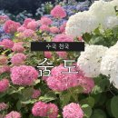 서귀포 카페 숨도 수국 보기 좋은 곳 (수국 개화현황/입장료 할인/지도)