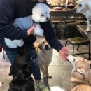 러브애견 이미지