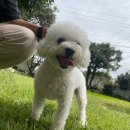 댕댕놀이터 아라점 이미지