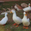 낙안농장 이미지