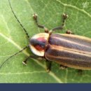 반딧불이 이미지