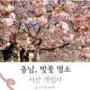 개신사 | 충남 서산 개심사 여행 겹벚꽃 명소 유모차 비추 후기
