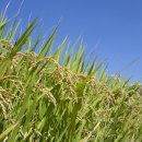 곡성농협연합미곡처리장 이미지