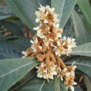 비파농장 이미지