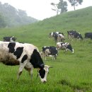 대관령목장 이미지