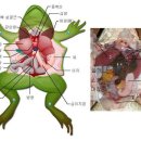 개구리문구점 이미지