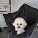 우한수 애견미용실 | 화명동 애견미용실에서 대박이 새 강아지 됐어요🐶✨