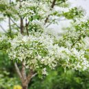미국산딸나무 보리뱅이 방가지똥 유채꽃 봄풍경 이팝나무꽃 이미지