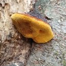 황금버섯 이미지