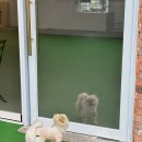 헤이퍼피 이미지