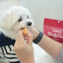 건강한 강아지 | 강아지를 위한 건강한 간식, 트러스티푸드 후기!